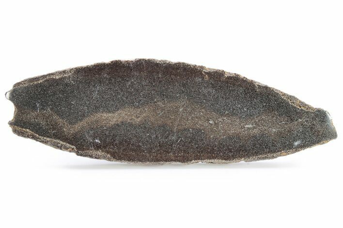 Polished Pliosaur (Liopleurodon) Limb Bone - England #280240